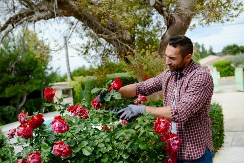 Gardener trimming a hedge with tools