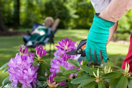 Professional gardener designing a landscape