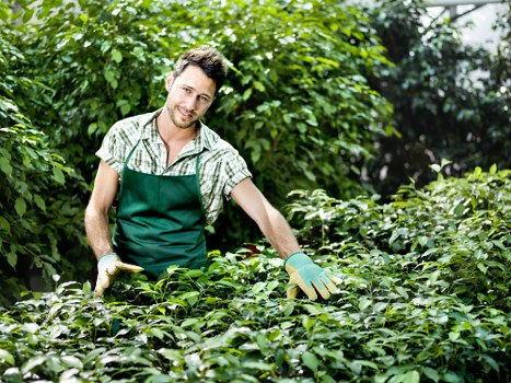 Local Mount Hawthorn gardener planning a garden layout