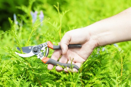 Healthy plants and flowers in a McDowall garden