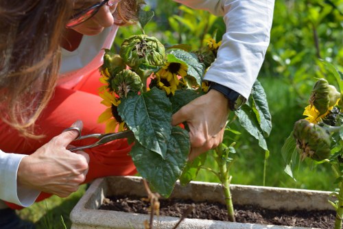 Expert gardener working in a local McDowall garden
